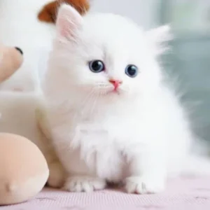 HERMSA - My Realistic Kitten Robot - Image 6