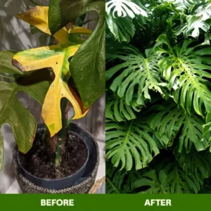 MagicBlooms Slow-Release Plant Fertilizer Spikes - Image 12