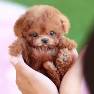 Mon Chiot Robot Réaliste - Image 4