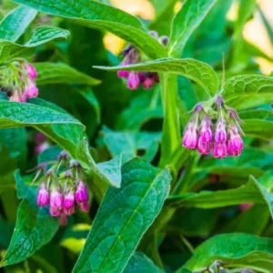 Traditional Secret Formula Organic Herbal Patch - Image 10
