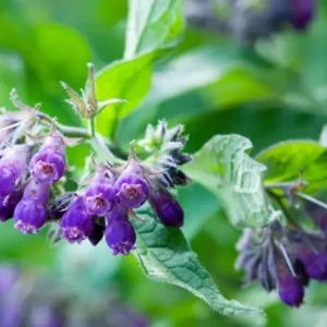 Traditional Secret Formula Organic Herbal Patch - Image 3