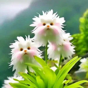 Charming Blossom Seeds - Image 4
