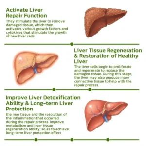 Vegan Liver Cleaning Nasal Herbal Box - Image 5