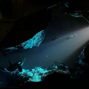 [Presale] Diver Shark Night Light - Image 6