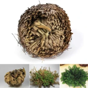 "Rose Of Jericho" - The Resurrection Plant - Image 6