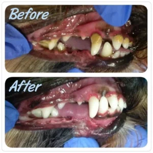 (❤️Clearance Sale: Buy 2 Get Extra 10% OFF) Dog Toothbrush - Image 7