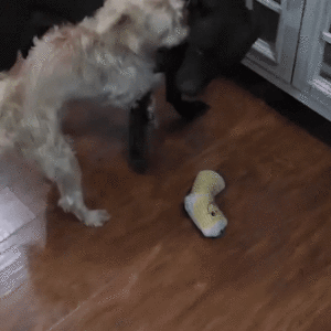 LOVILDS Silent Bark - Quiet Your Dog Anytime - Image 6