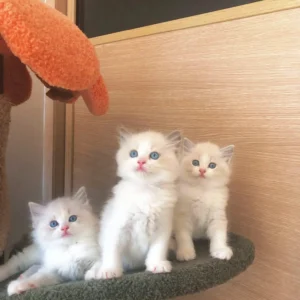 Mily - My Realistic Kitten Robot - Image 6