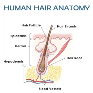 ATTDX MinoxidilPro HairRegrowth FoamShampoo - Image 4