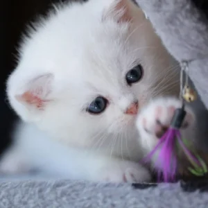 My Realistic Kitten Robot - Image 9
