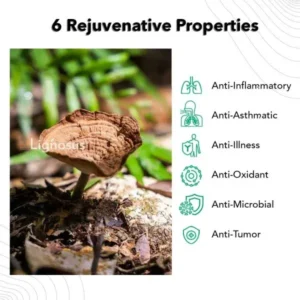 Lignosus Best Natural Respiratory Health Supplement - Image 3