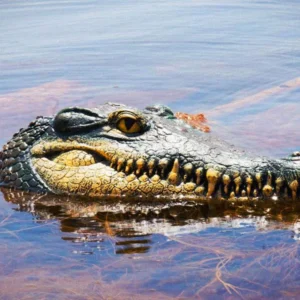 PRANK – REMOTE CONTROLLED ALLIGATOR - Image 8