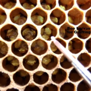 [PROMO 30% OFF] Bee Grafting Magnifying Glass - Image 4