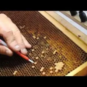 [PROMO 30% OFF] Bee Grafting Magnifying Glass - Image 5