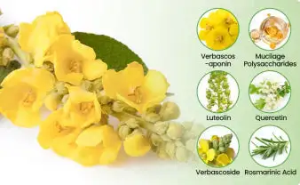 Botanical Mullein Lung Cleanse Diffuser - Image 7