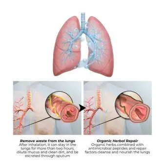 Botanical Mullein Lung Cleanse Diffuser - Image 8