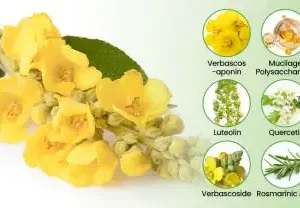 Botanical Mullein Lung Cleanse Diffuser - Image 7