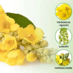 Botanical Mullein Lung Cleanse Diffuser - Image 6