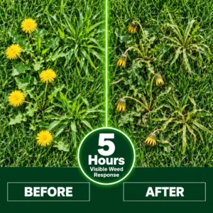 NEW & IMPROVED 5-in-1 Weed & Feed - Image 6