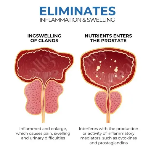 NEW BeeBoom Nasal Inhaler For Prostate Wellness - Image 5